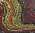 Polished Tiger Iron Stromatolite - ( Billion Years) #92972-1